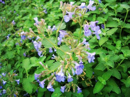 荆芥