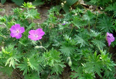 老鹳草