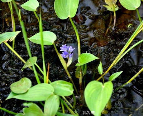 鸭舌草
