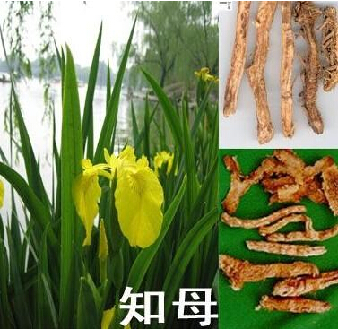 知母