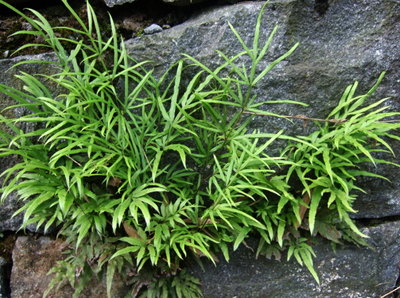 凤尾草