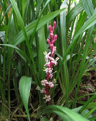 吉祥草
