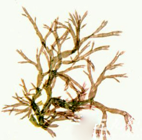 1PH564V-0.jpg