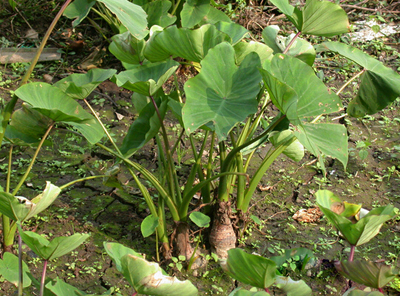 芋
