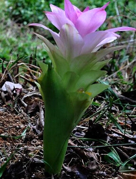 蓬莪荗