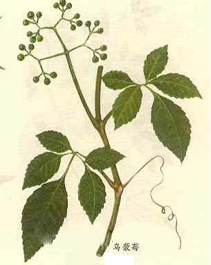 乌蔹莓