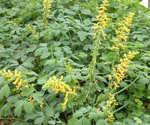 20130410102749644.jpg