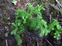 垂穗石松（铺地蜈蚣）