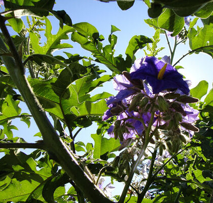紫花茄（金钮扣）