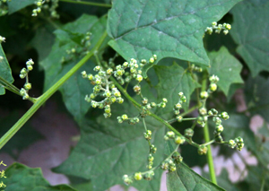 20150715080444.jpg