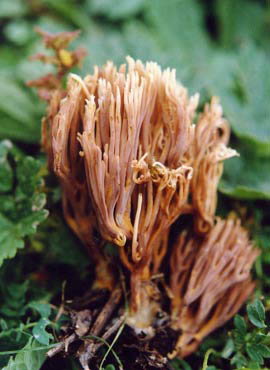 褐枝瑚菌