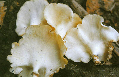 201404011128079313.jpg