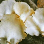环柄香菇