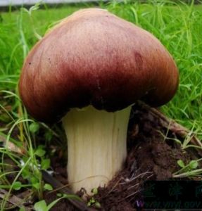 皱环球盖菇