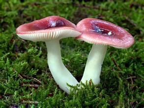 光亮红菇
