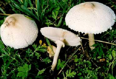 裂皮白环蘑