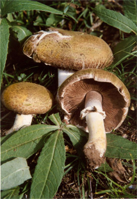 麻脸蘑菇