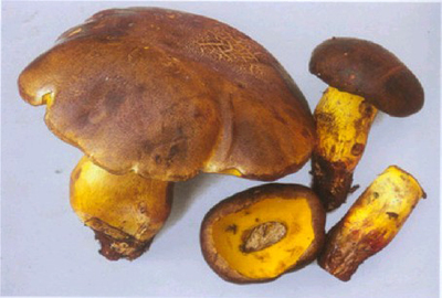 美味牛肝菌