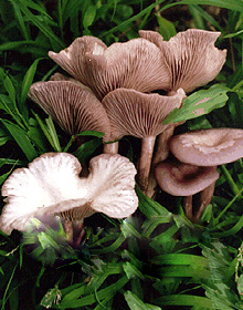 粉紫香菇