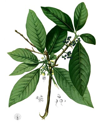 潺槁树