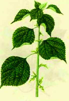 苎麻